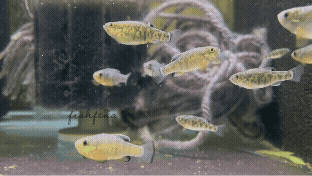 Pupfish animation